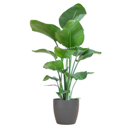 Strelitzia Nicolai - met pot Viber grijs - h 80cm - Ø21