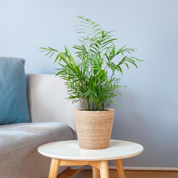 Chamadorea Elegans met mand Sofia naturel - h 55cm - Ø17
