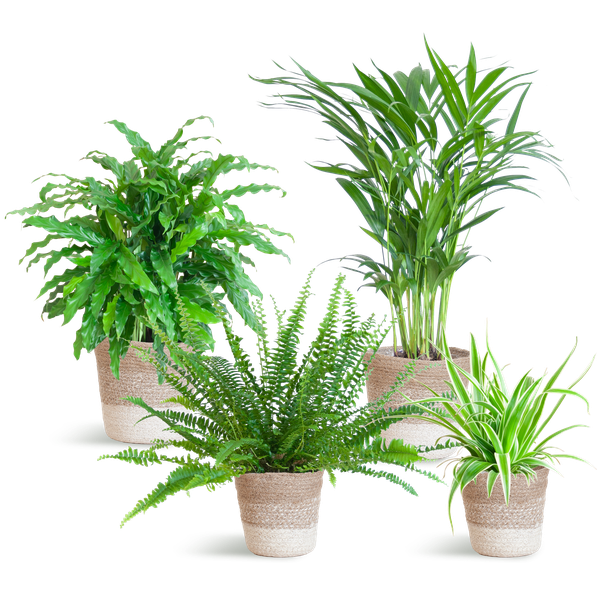 Diervriendelijke plantenset - medium - met mand Lissabon wit