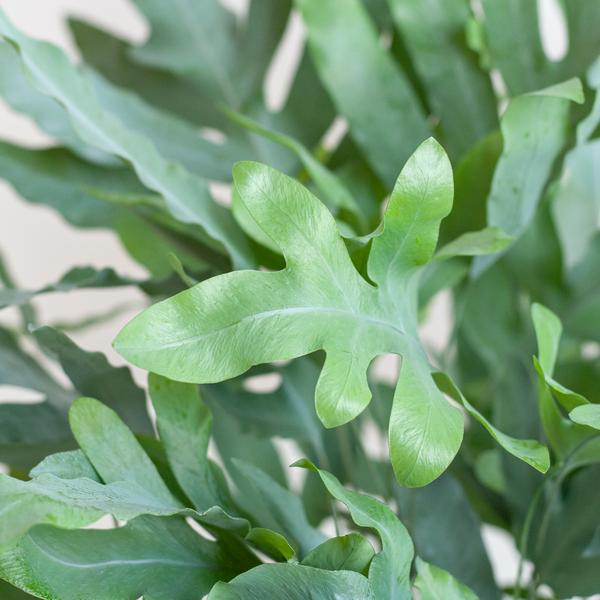 Phlebodium Aureum 'Blue Star' - met mand Lissabon wit - h 40cm - Ø17