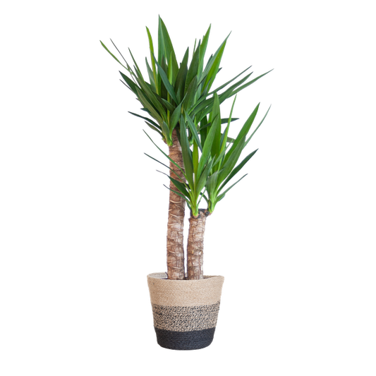Yucca Elephantipes - met mand Lissabon zwart - h 90cm - Ø21
