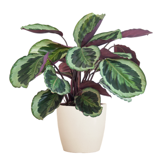 Calathea Medaillon met pot Viber wit - h 65cm - Ø19