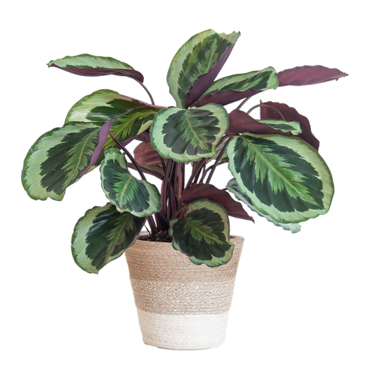 Calathea Medaillon met mand Lissabon wit - h 65cm - Ø19