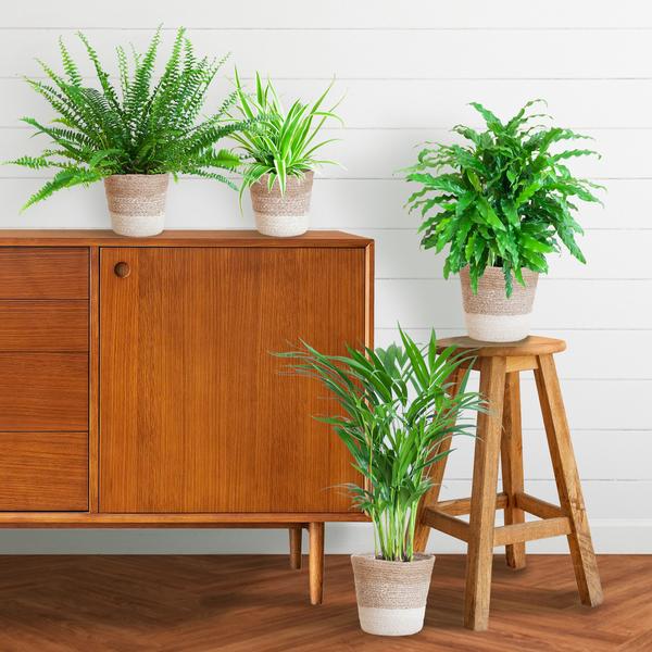 Diervriendelijke plantenset - medium - met mand Lissabon wit