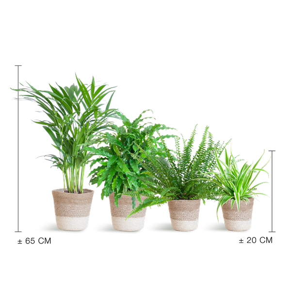 Diervriendelijke plantenset - medium - met mand Lissabon wit