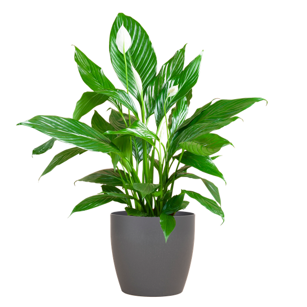 Spathiphyllum - met pot Viber grijs - h 80cm - Ø21
