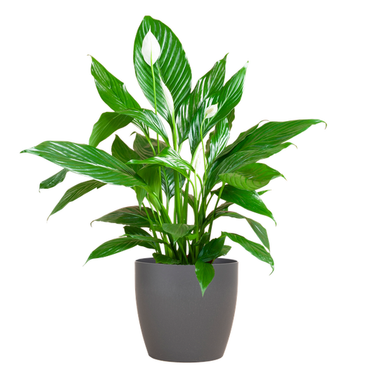 Spathiphyllum - met pot Viber grijs - h 80cm - Ø21