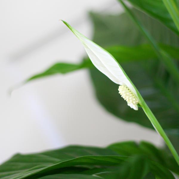 Spathiphyllum - met mand Lissabon wit - h 80cm - Ø21