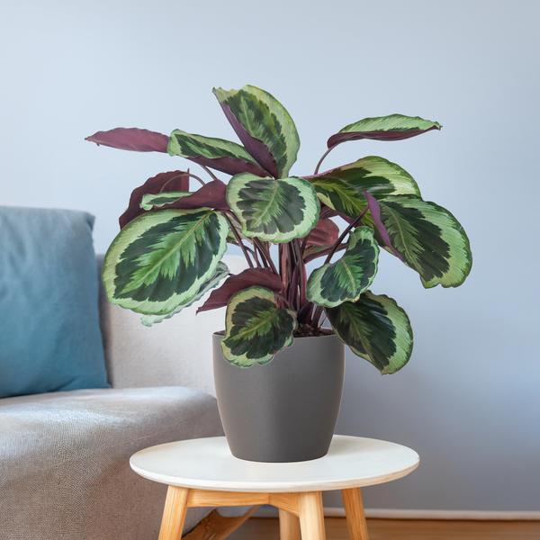 Calathea Medaillon met pot Viber grijs - h 65cm - Ø19