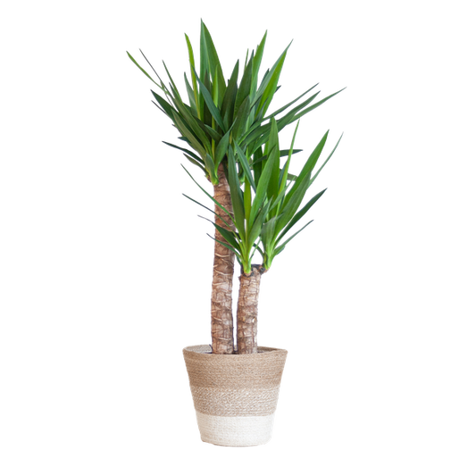 Yucca Elephantipes - met mand Lissabon wit - h 90cm - Ø21