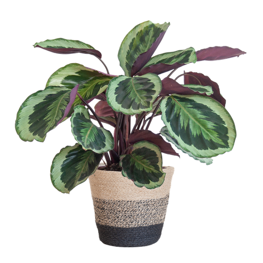 Calathea Medaillon met mand Lissabon zwart - h 65cm - Ø19