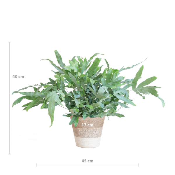 Phlebodium Aureum 'Blue Star' - met mand Lissabon wit - h 40cm - Ø17