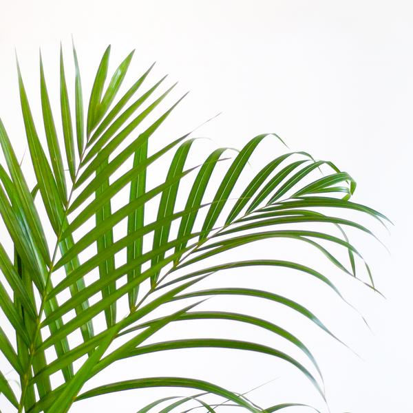 Areca Palm met mand Sofia naturel - h 100cm - Ø21