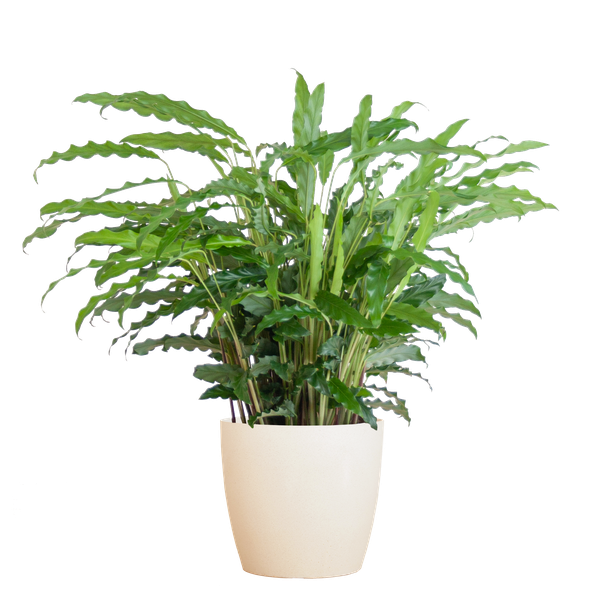 Calathea Rufibarba met pot Viber wit - h 55cm - Ø17