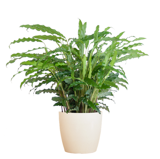 Calathea Rufibarba met pot Viber wit - h 55cm - Ø17