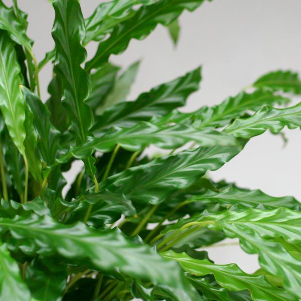 Calathea Rufibarba met mand Lissabon wit - h 55cm - Ø17