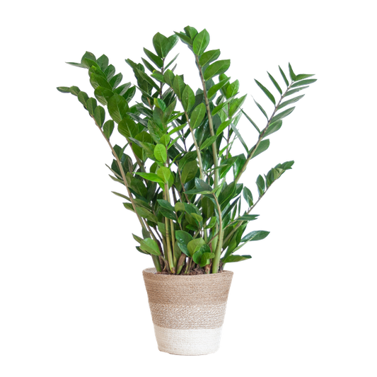 Zamioculcas Zamiifolia - met mand Lissabon wit  - h 80cm - Ø21