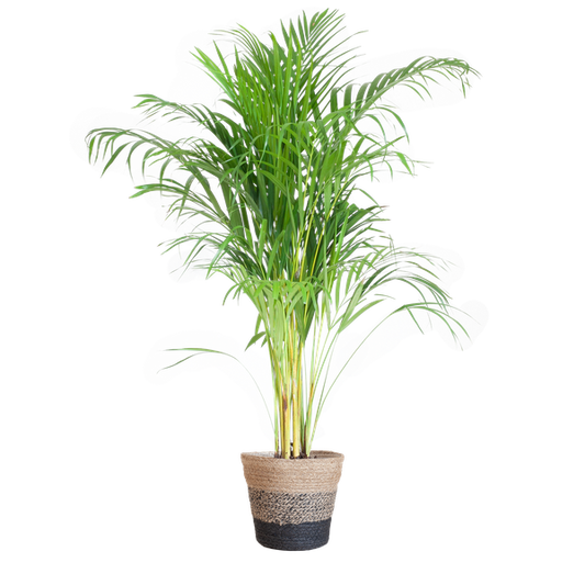 Areca Palm met mand Lissabon zwart - h 100cm - Ø21