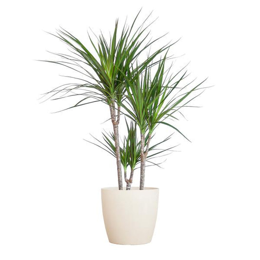 Dracaena Marginata met pot Viber wit - h 95cm - Ø21