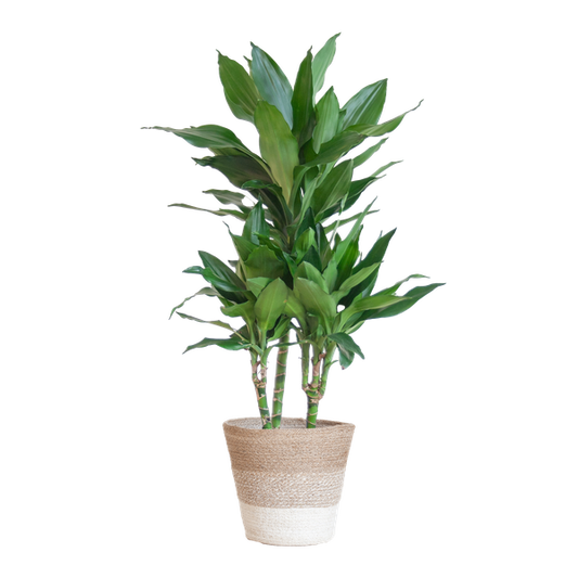Dracaena Janet Lind met mand Lissabon wit - h 95cm - Ø21