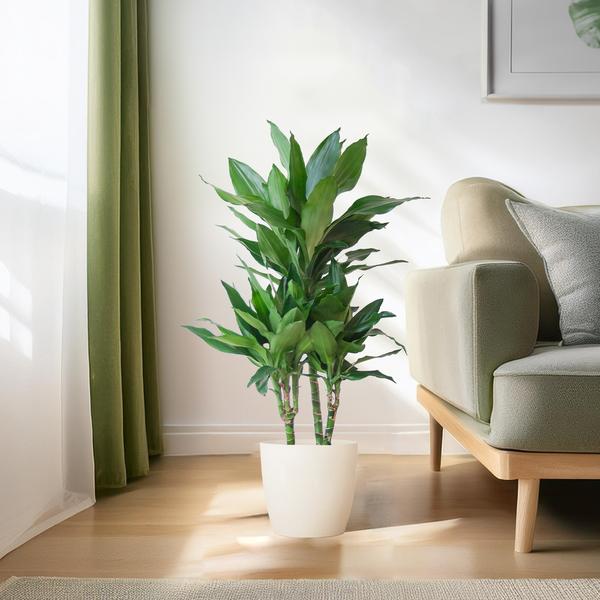 Dracaena Janet Lind met pot Viber wit - h 95cm - Ø21