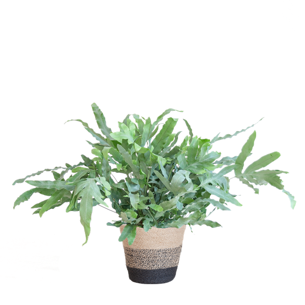 Phlebodium Aureum 'Blue Star' - met mand Lissabon zwart - h 40cm - Ø17