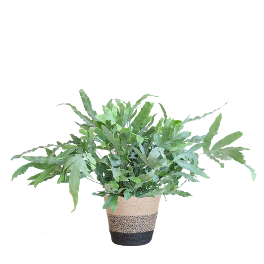 Phlebodium Aureum 'Blue Star' - met mand Lissabon zwart - h 40cm - Ø17