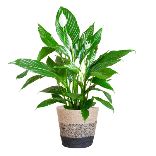 Spathiphyllum - met mand Lissabon zwart - h 80cm - Ø21