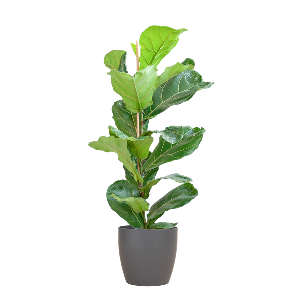 Ficus Lyrata met pot Viber grijs - h 80cm - Ø21
