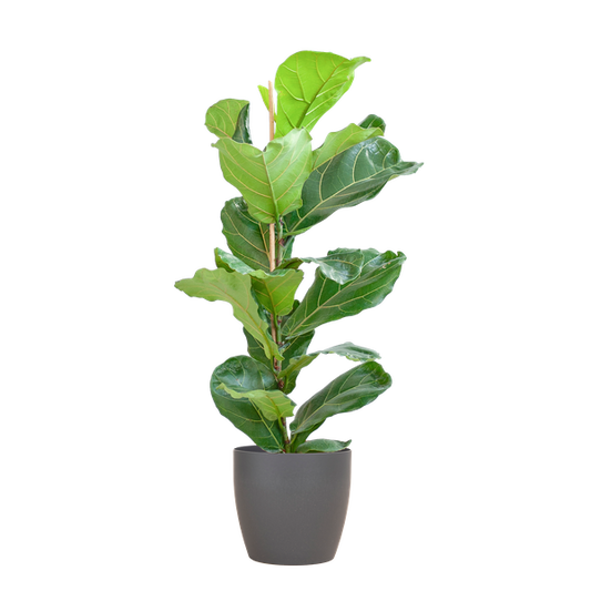 Ficus Lyrata met pot Viber grijs - h 80cm - Ø21