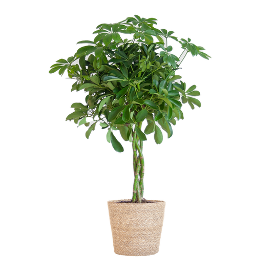 Schefflera Arab Nora - met mand Sofia naturel  - h 70cm - Ø21