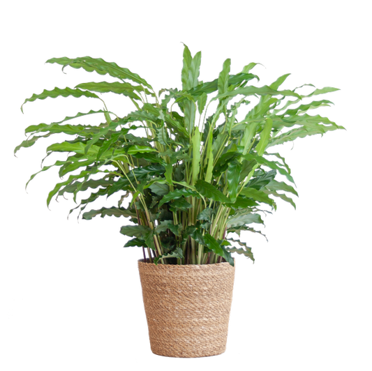 Calathea Rufibarba met mand Sofia naturel - h 55cm - Ø17