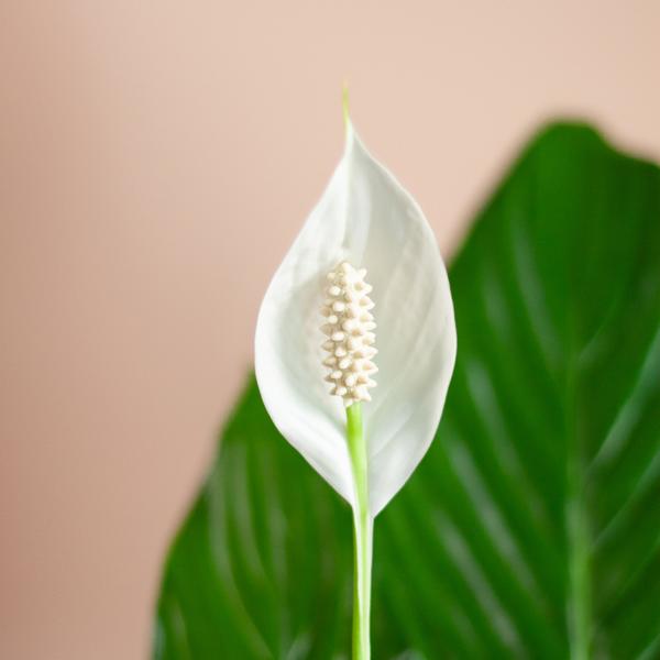 Spathiphyllum - met mand Lissabon wit - h 80cm - Ø21