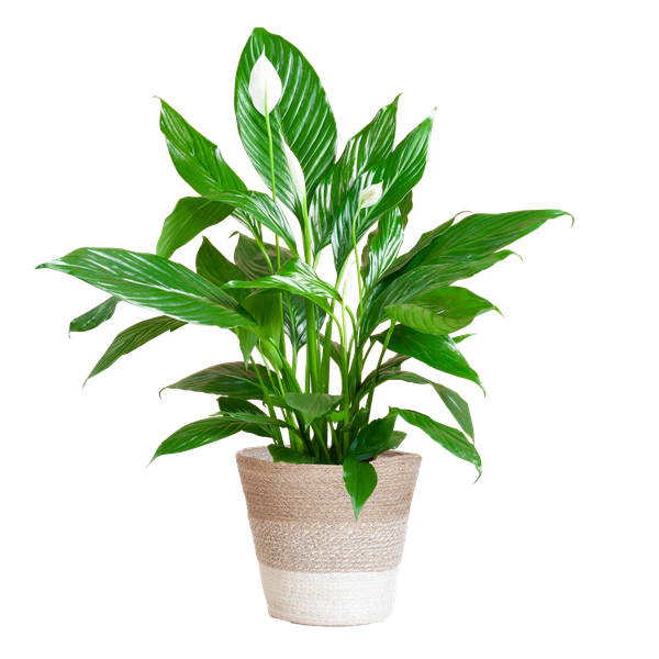 Spathiphyllum - met mand Lissabon wit - h 80cm - Ø21