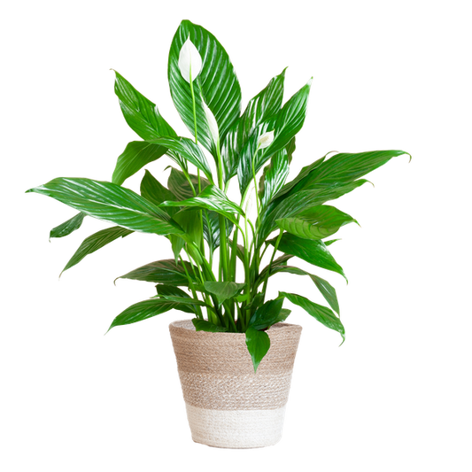 Spathiphyllum - met mand Lissabon wit - h 80cm - Ø21