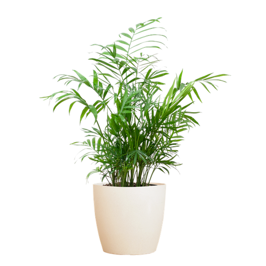 Chamadorea Elegans met pot Viber wit - h 55cm - Ø17