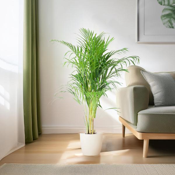 Areca Palm met pot Viber wit - h 100cm - Ø21