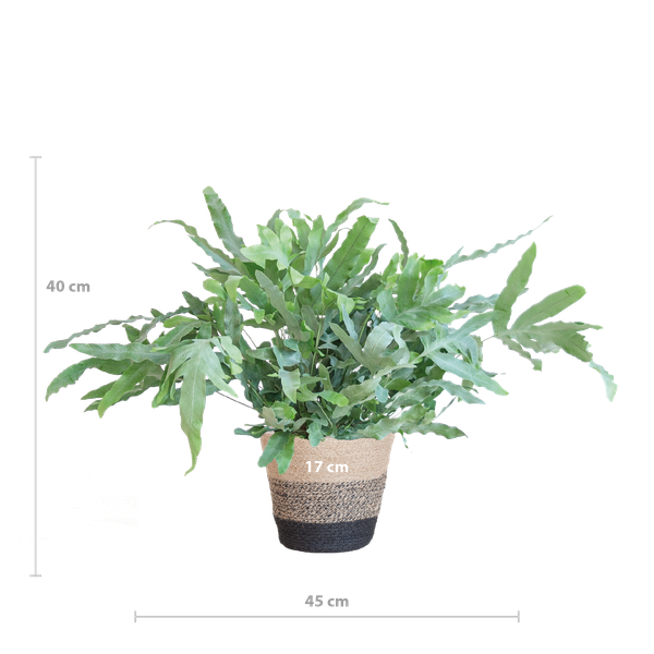 Phlebodium Aureum 'Blue Star' - met mand Lissabon zwart - h 40cm - Ø17