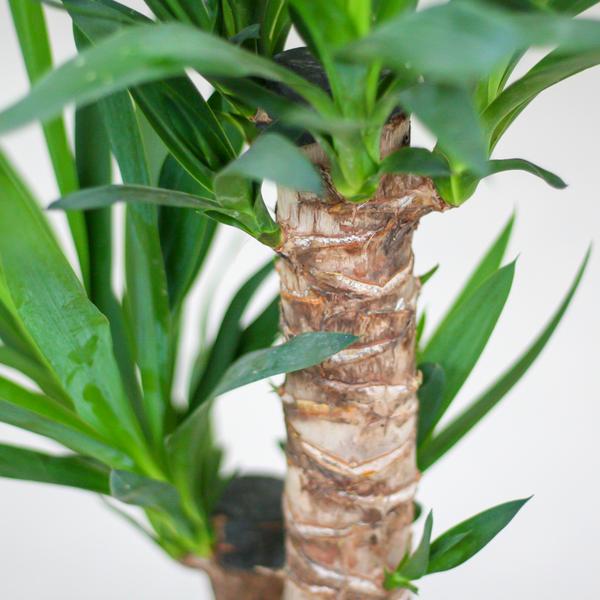 Yucca Elephantipes - met mand Lissabon wit - h 90cm - Ø21
