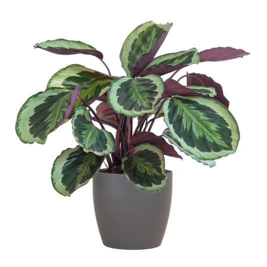 Calathea Medaillon met pot Viber grijs - h 65cm - Ø19