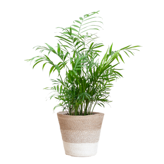 Chamadorea Elegans met mand Lissabon wit - h 55cm - Ø17