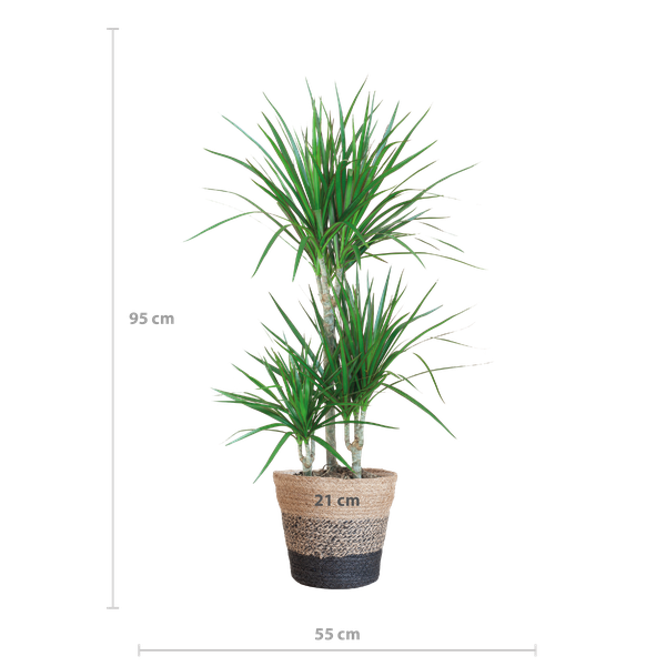 Dracaena Marginata met mand Lissabon zwart - h 95cm - Ø21