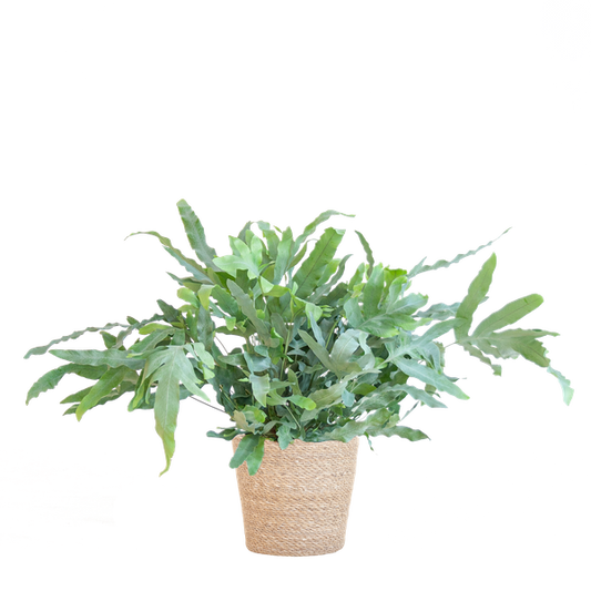 Phlebodium Aureum 'Blue Star' - met mand Sofia naturel - h 40cm - Ø17