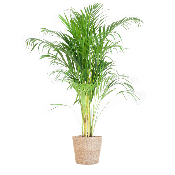 Areca Palm met mand Sofia naturel - h 100cm - Ø21