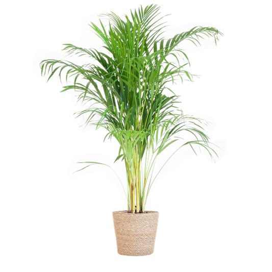 Areca Palm met mand Sofia naturel - h 100cm - Ø21