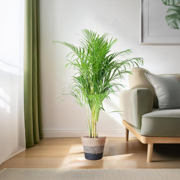 Areca Palm met mand Lissabon zwart - h 100cm - Ø21