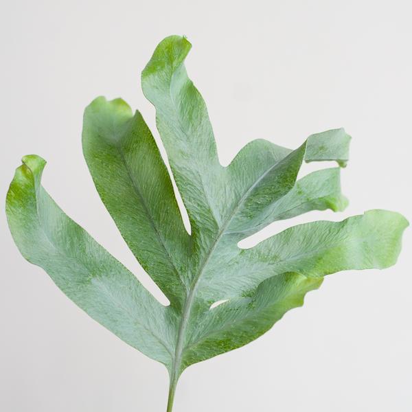 Phlebodium Aureum 'Blue Star' - met mand Lissabon zwart - h 40cm - Ø17