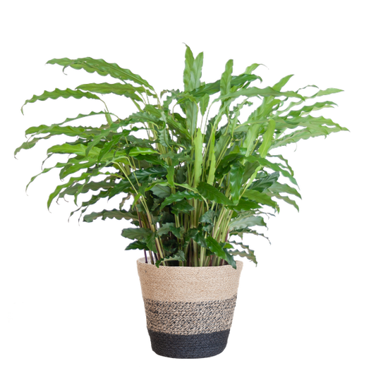 Calathea Rufibarba met mand Lissabon zwart - h 55cm - Ø17