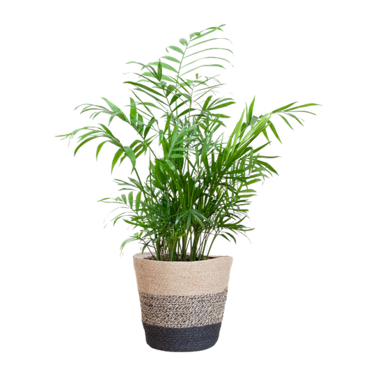 Chamadorea Elegans met mand Lissabon zwart - h 55cm - Ø17