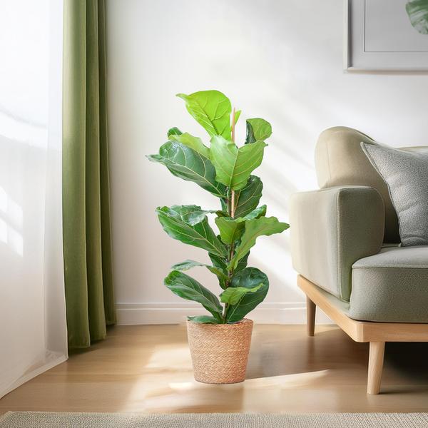 Ficus Lyrata met mand Sofia naturel - h 80cm - Ø21